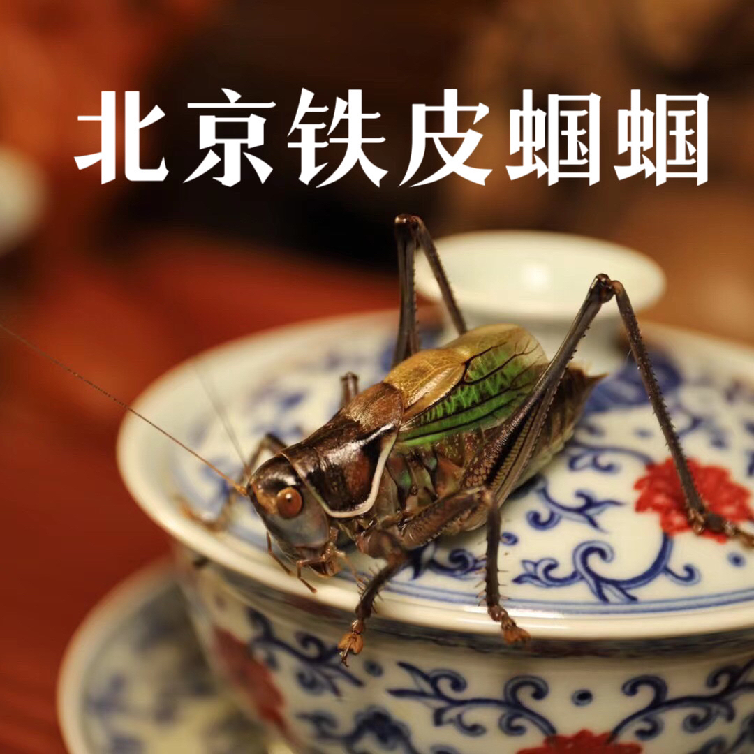 TIGER·北京平谷野籽铁皮蝈蝈2只