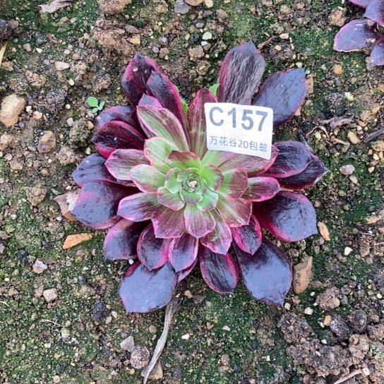 157美杜莎拉丝花脸多肉植物