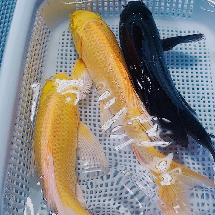 海水鱼锦鲤观赏鱼