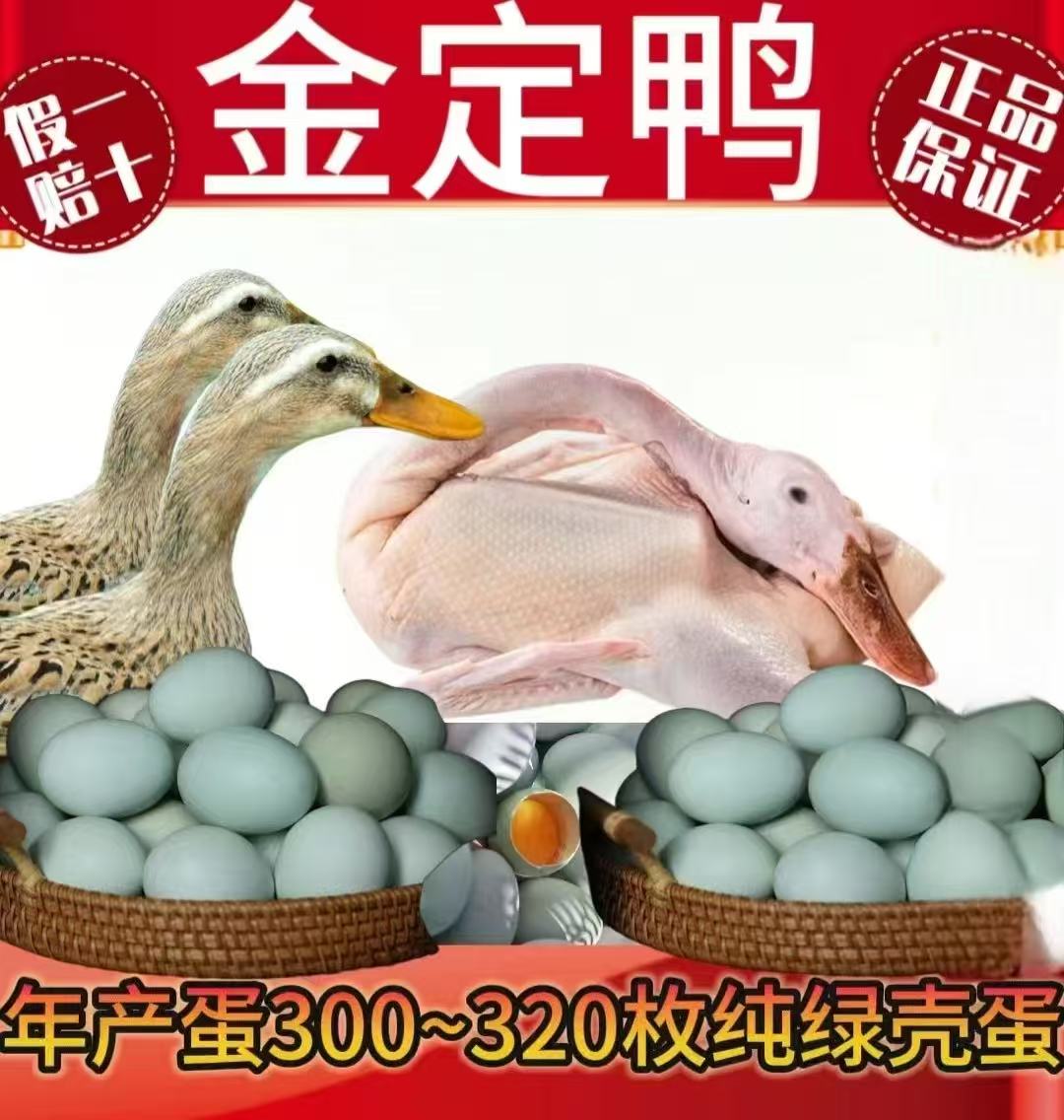 【5只】生鲜整鸭可食用可产蛋金定母鸭5只总净重7斤单只1.3-1.5以上