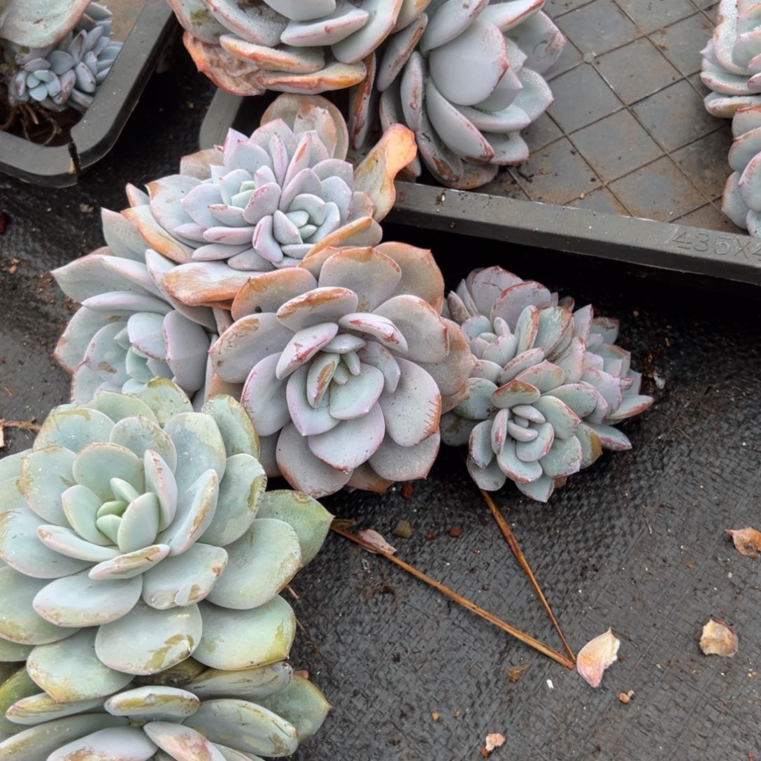 ᥫ***࿐GLC咯LJL摸摸鱼绿他我