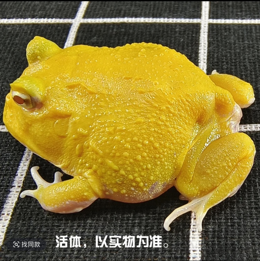 南美角蛙 活体宠物 饲养套装镊子盒子
