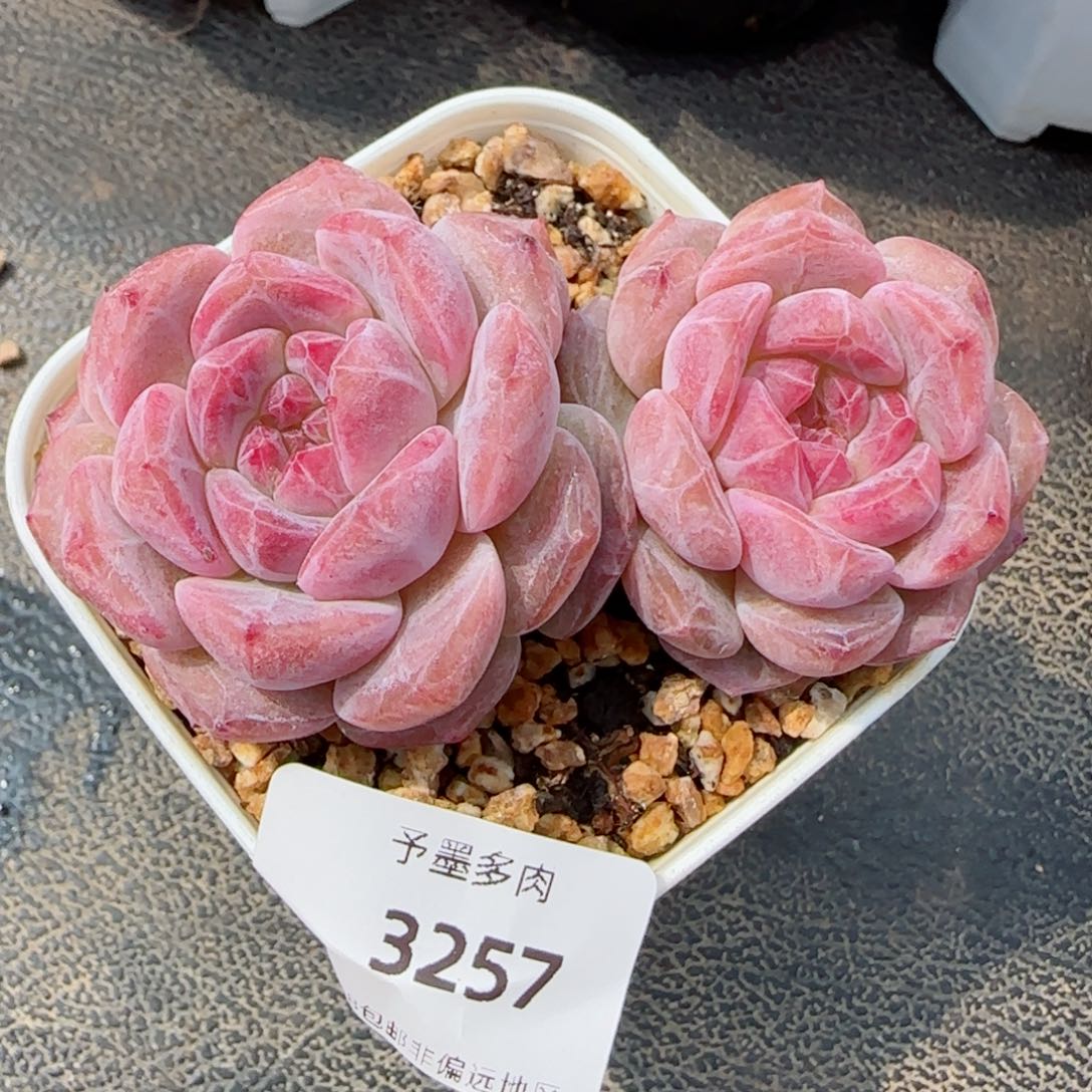 黛玉冰魄飘枝，3257多肉