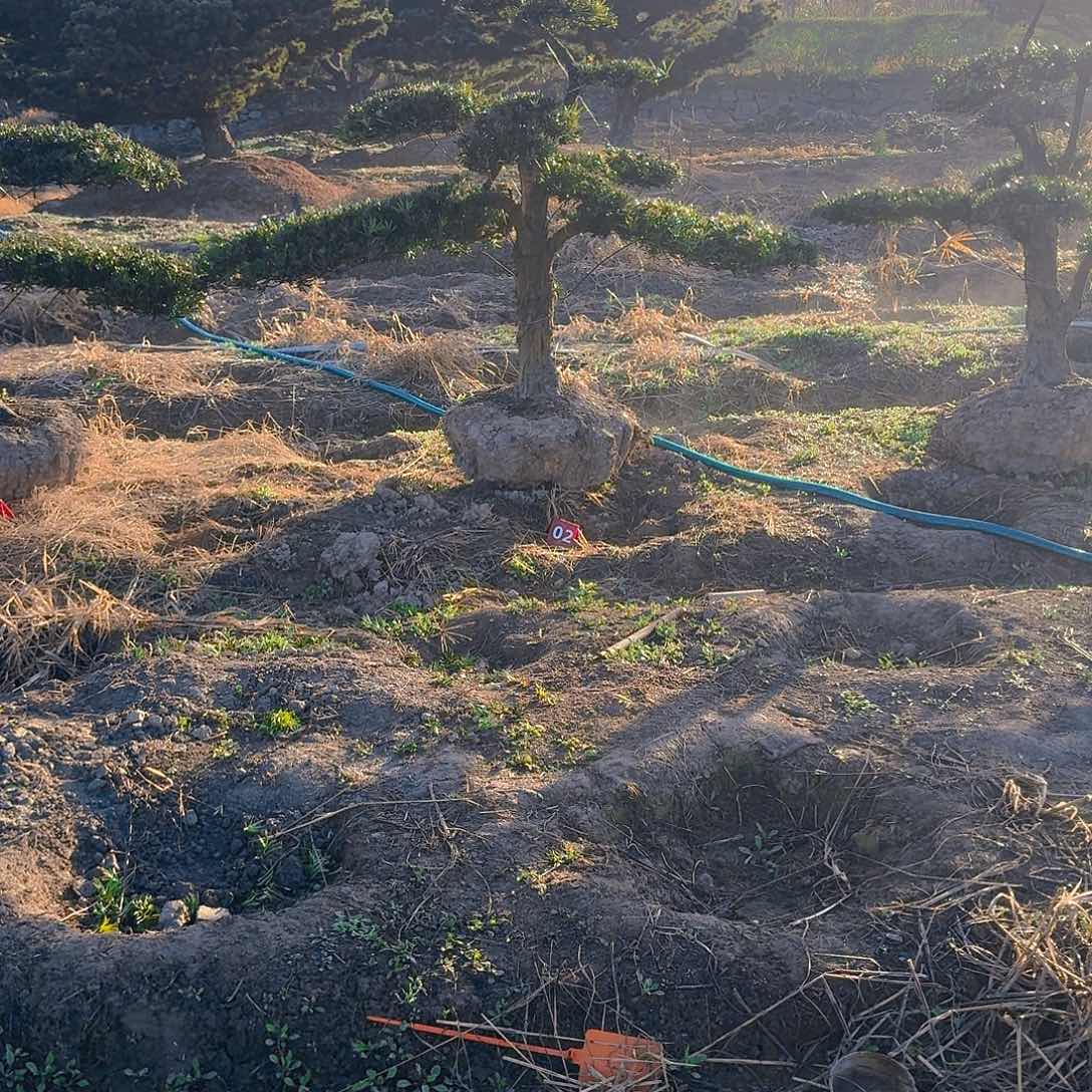 乐***1完全开放罗汉松，基地直发