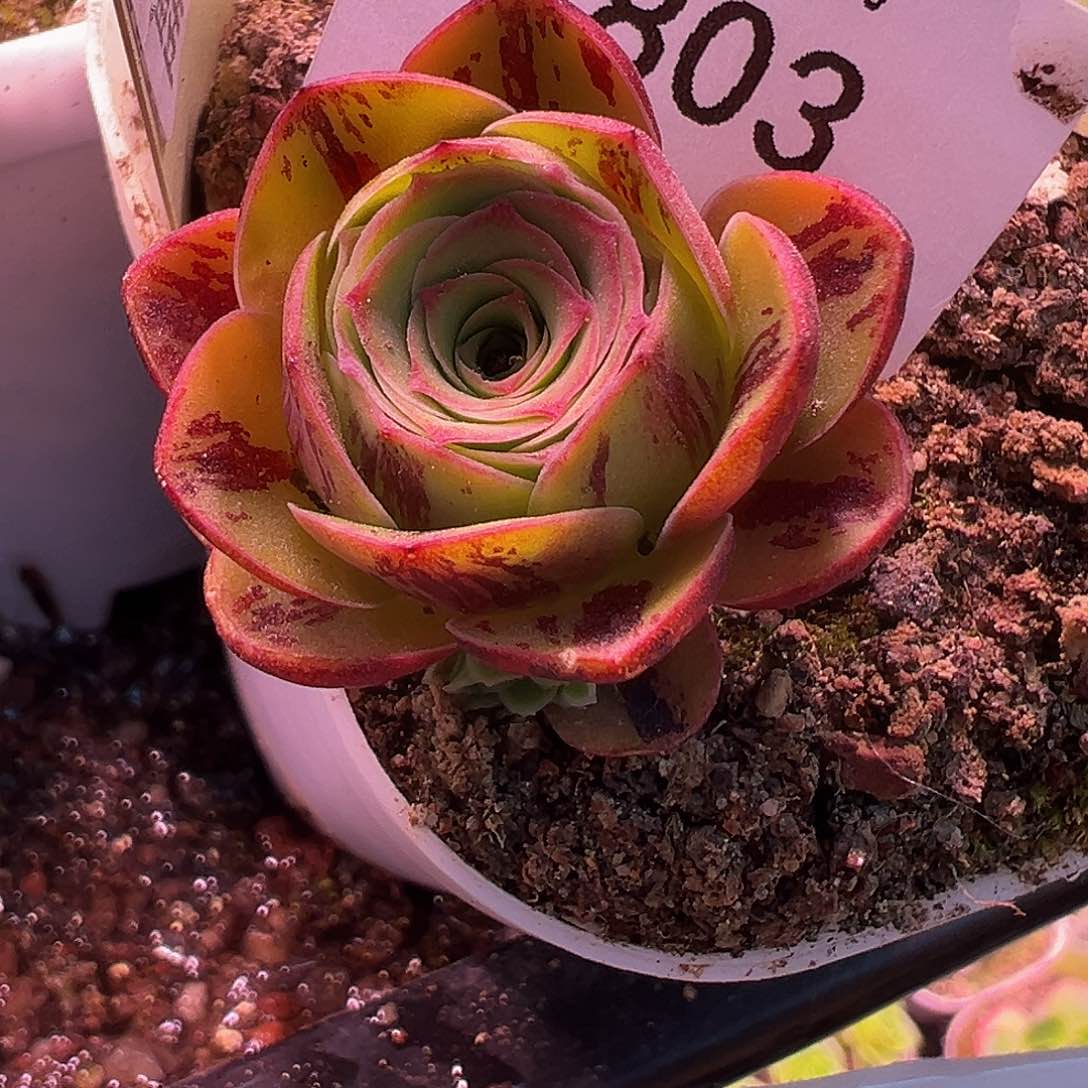 杨803 至爱芳华x各种 福利