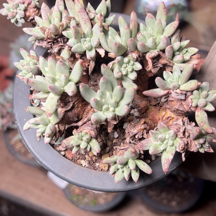 2002绿豆瑕疵哈哈哈哈哈哈