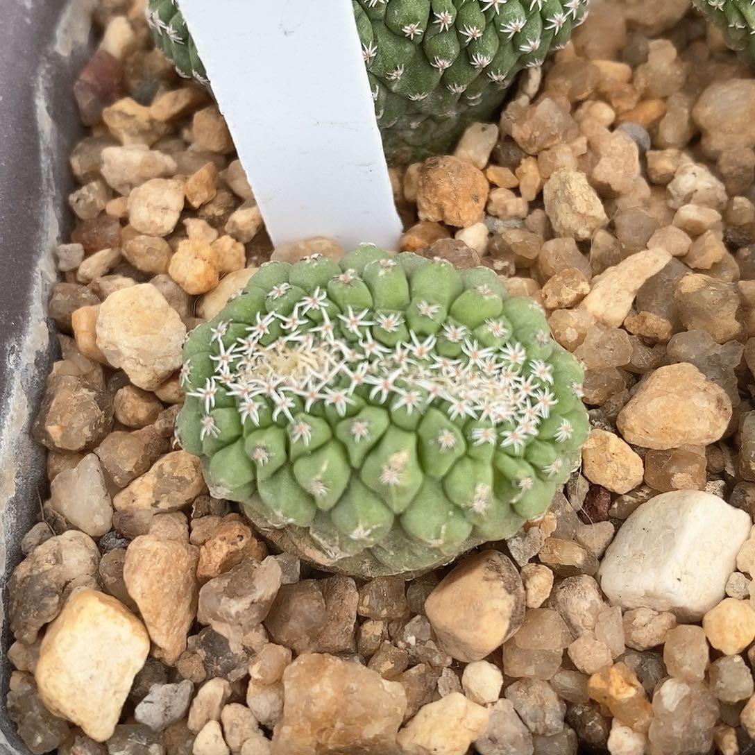 菊水缀化实生2.9公分