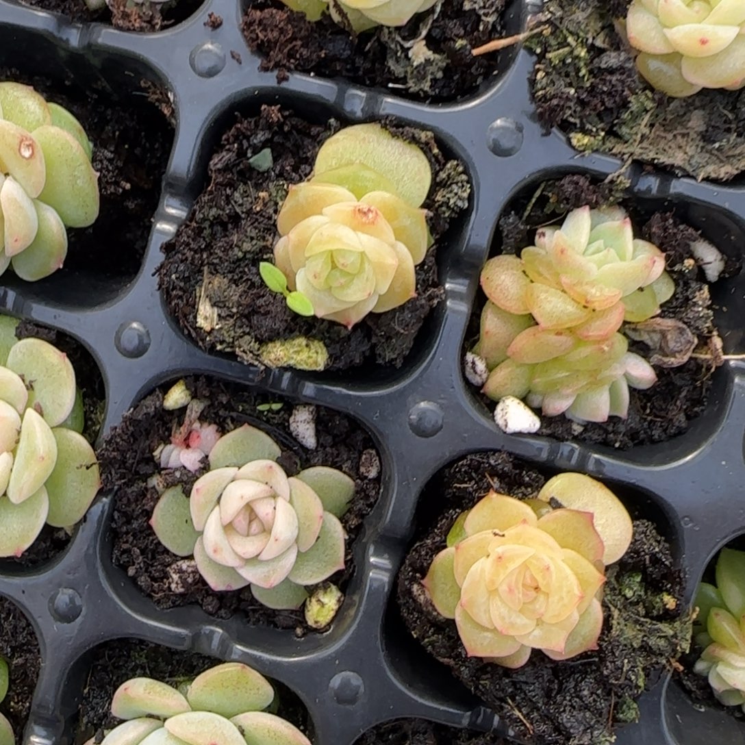 小谪仙穴一个满25包邮