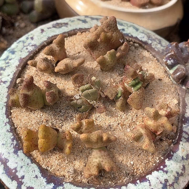 三头园艺鹿角斑马一颗