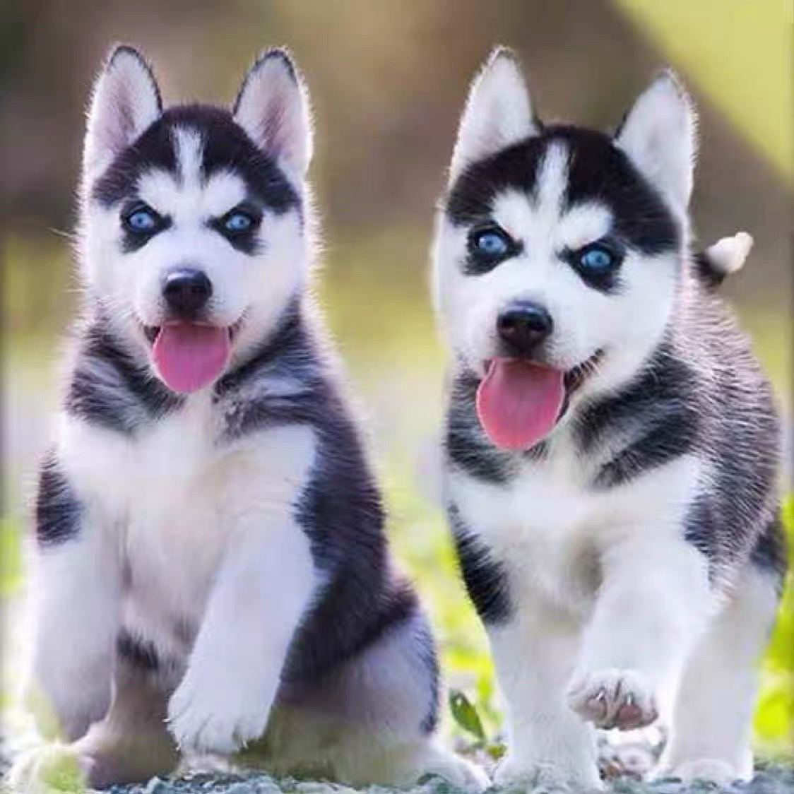 哈士奇幼犬纯种三把火双蓝眼二哈幼犬雪橇犬家养宠物小狗狗活幼体