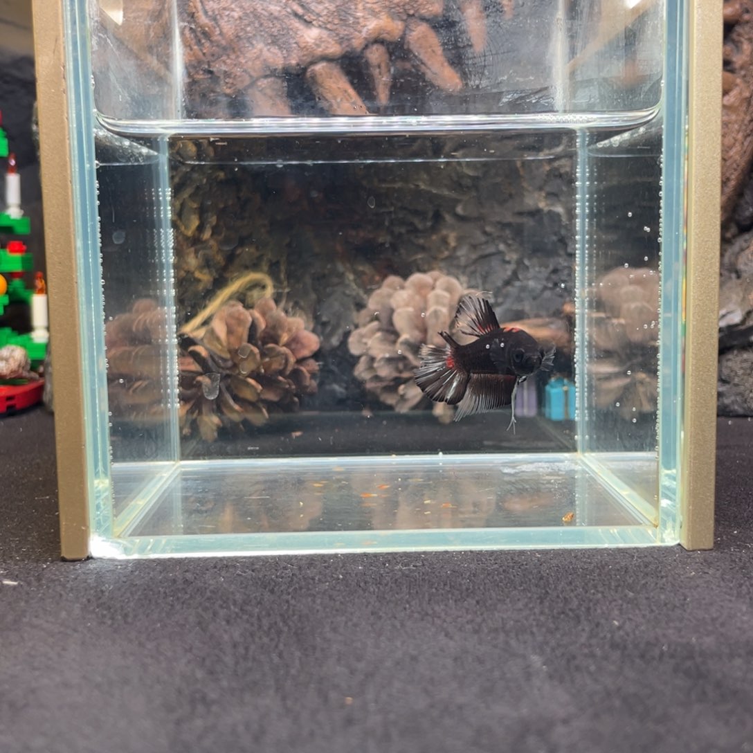 斗鱼十二月二十九日竞价