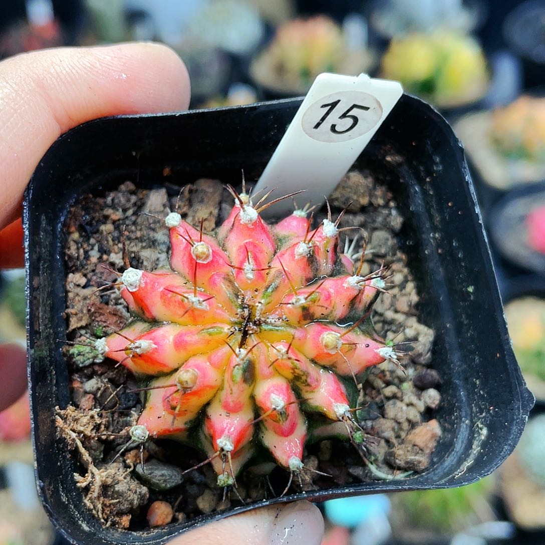 花蝴蝶非偏远地区满25发货仙人球