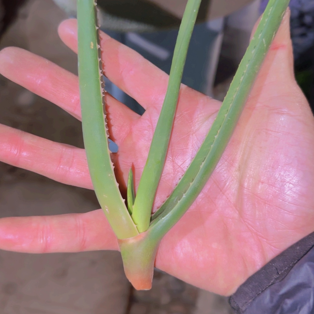 K***g块根植物块根植物