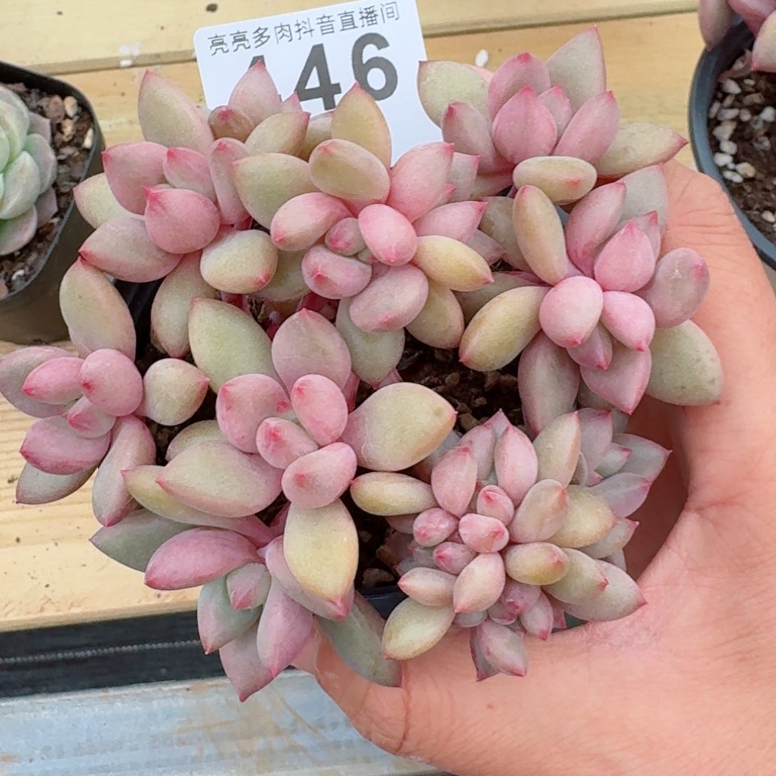 桃花源朵缀化         精品多肉