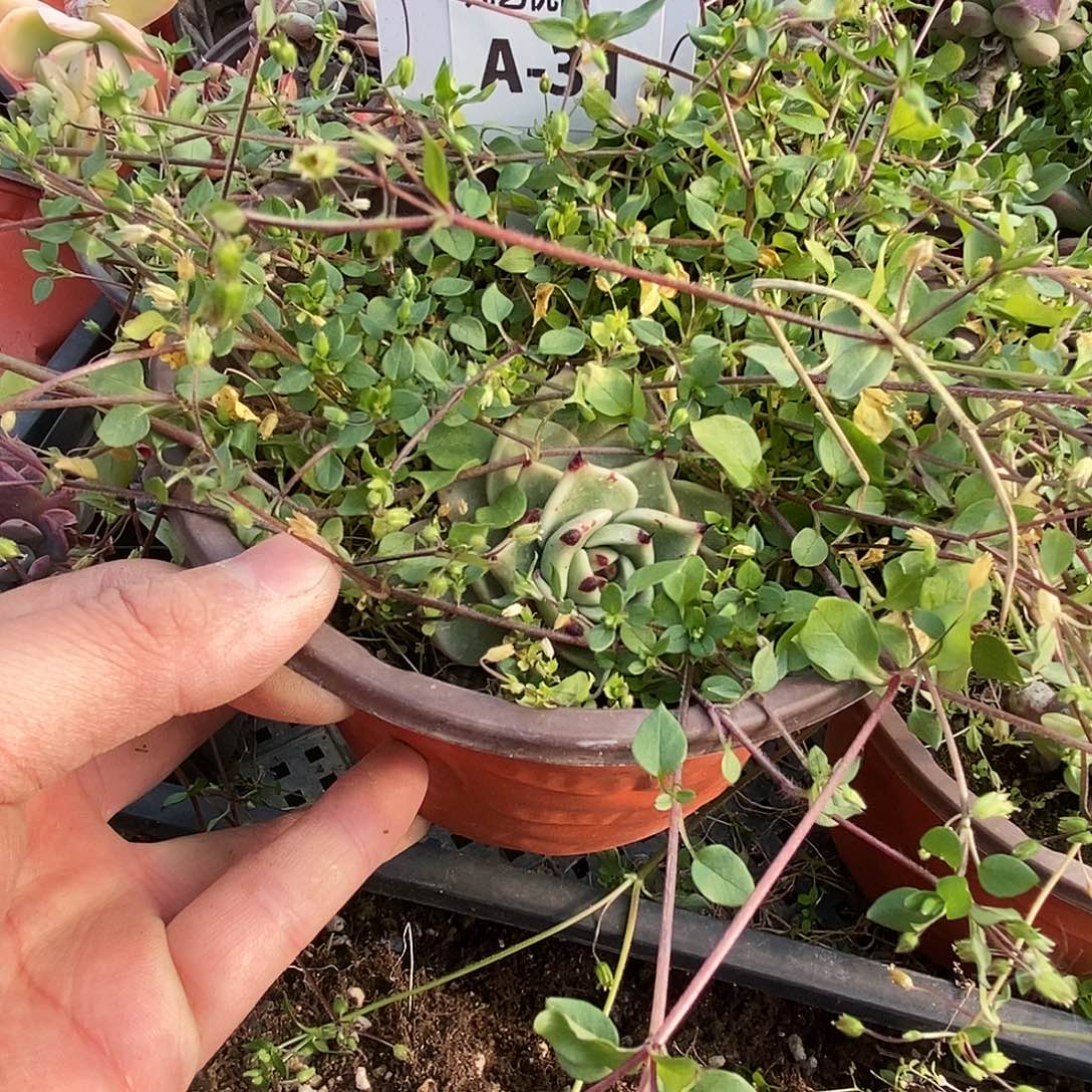 一物一拍A31满9.9包邮