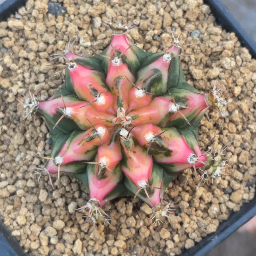 当前无花朵，栽培后可花朵好彩