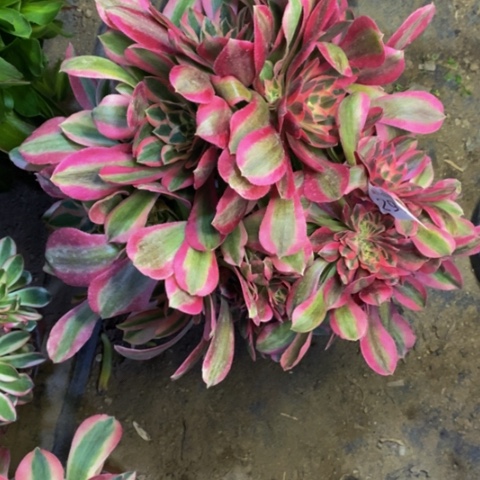 粉女巫多肉植物2971