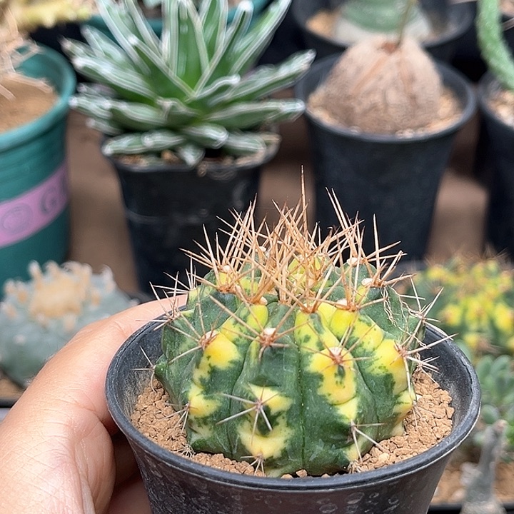 无花朵超刺翠晃冠锦5公分+