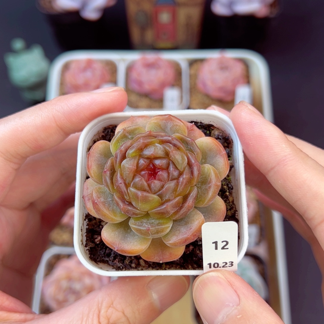 白恋12、哈哈哈哈哈