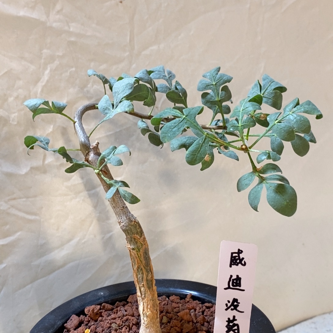 威迪橄榄实生带盆