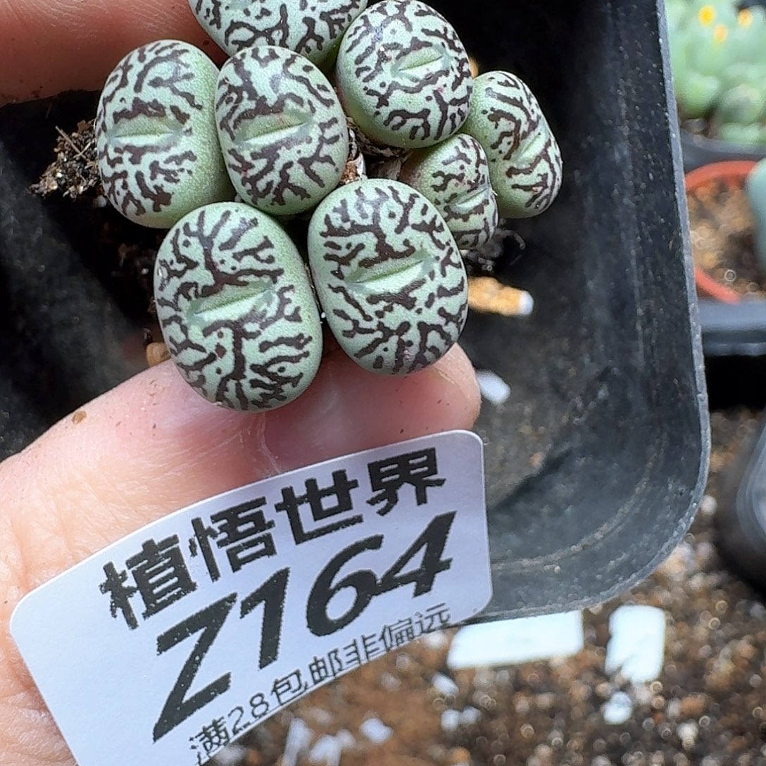 多肉植物的人生fhbj