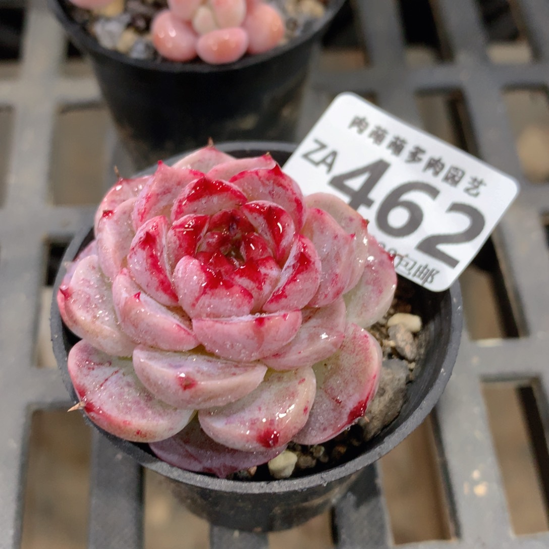 肉萌萌拇指盆精控多肉ZA462