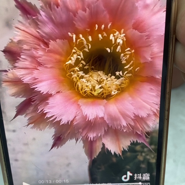 彩草羽毛1号6公分左右