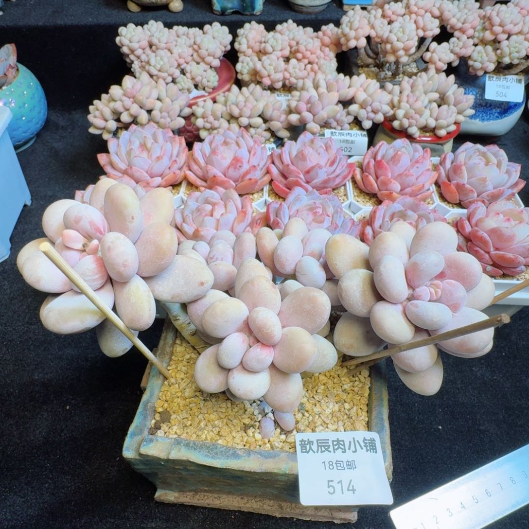 多肉植物  514  原始奶