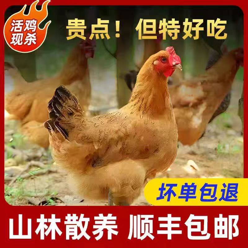 湖南湘西高山散养土鸡老母鸡带内脏新鲜现杀急速锁鲜顺丰冷链发货
