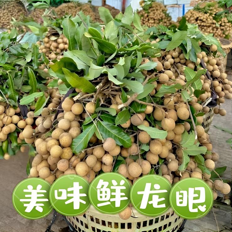 现摘新鲜龙眼当季水果农家自产自销桂圆脆甜多汁