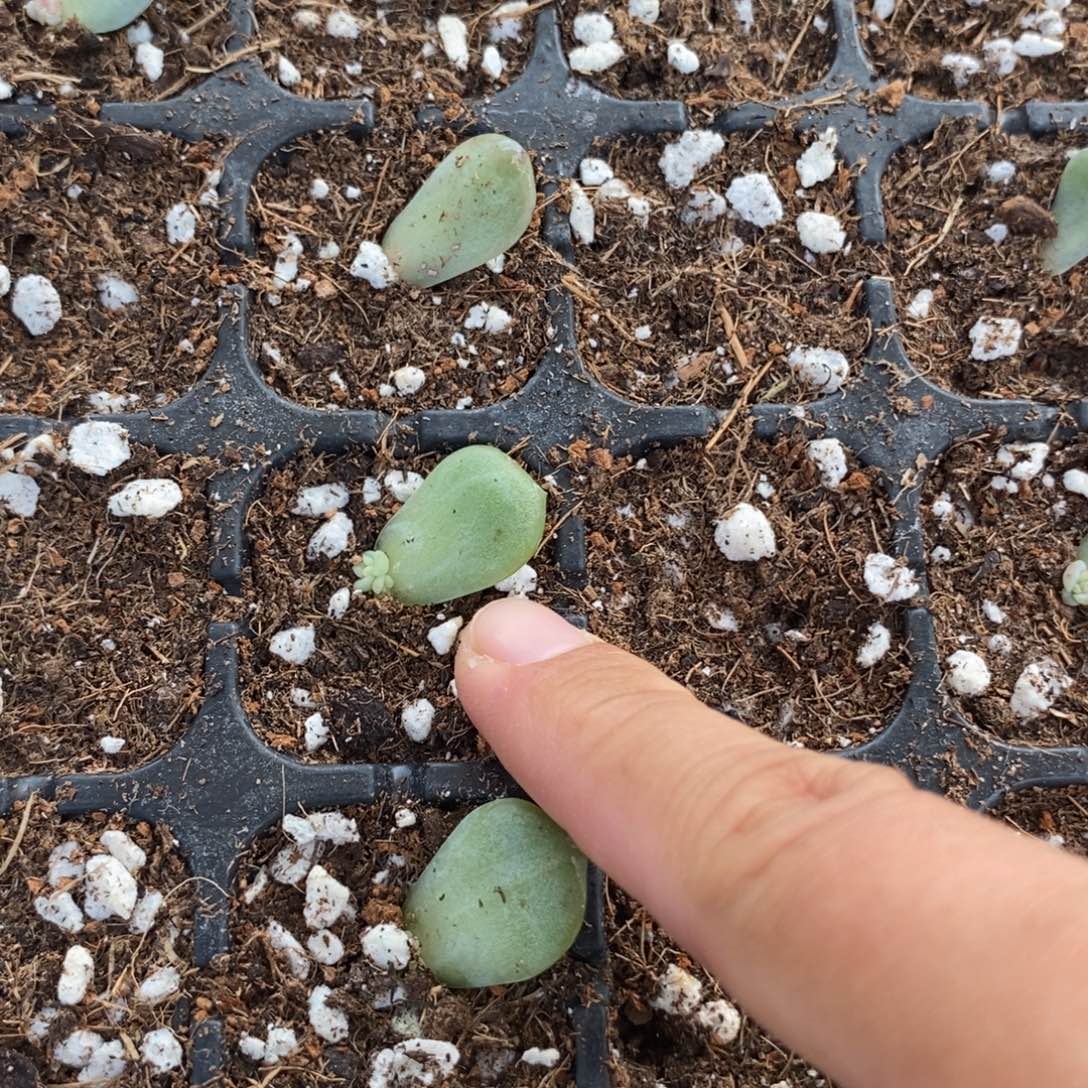 珍妮 G75叶片带芽一个