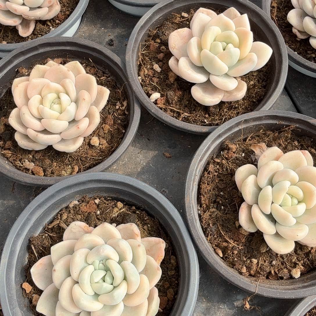 若桃锦多肉锦多肉