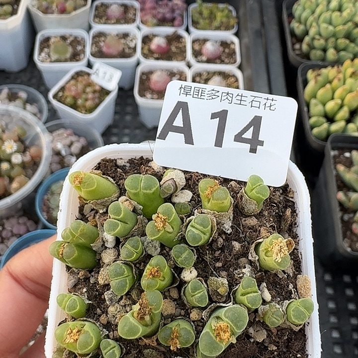 14多肉植物多肉植物