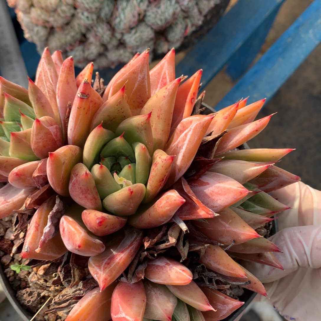 卡杂多肉一物一拍