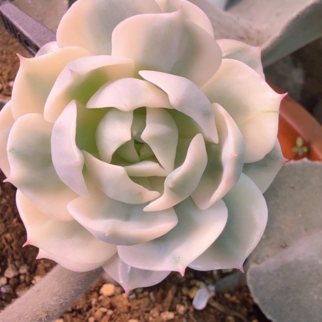 巴黎白锦 多肉植物锦