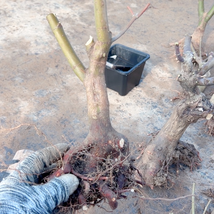 娟***～无花朵枫树……枫树