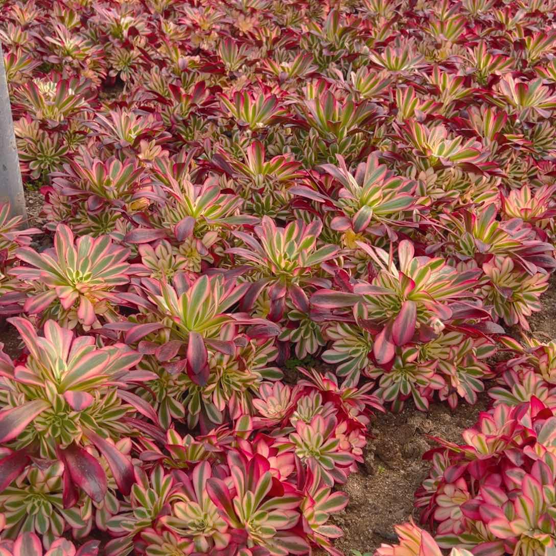 美杜莎手捧多肉植物