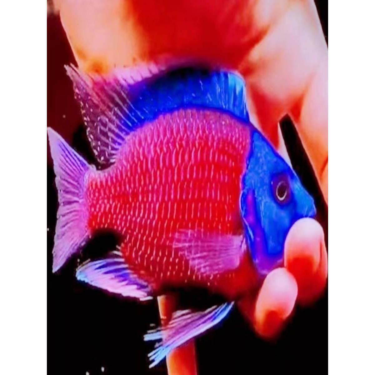 蓝面财神鱼大型观赏鱼淡水鱼三湖慈鲷鱼金红龙配鱼招财鱼好养耐活