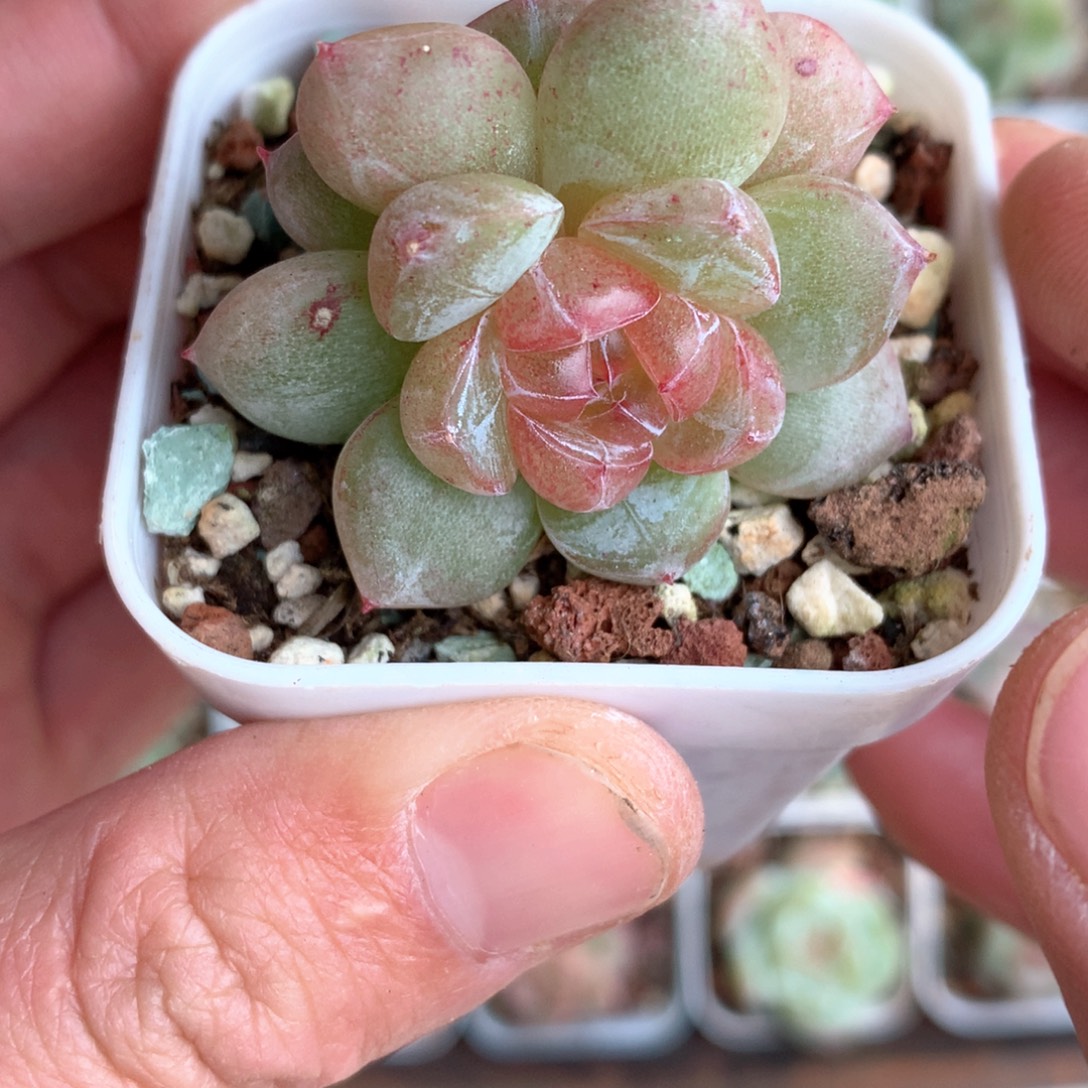 双头一颗。          9号