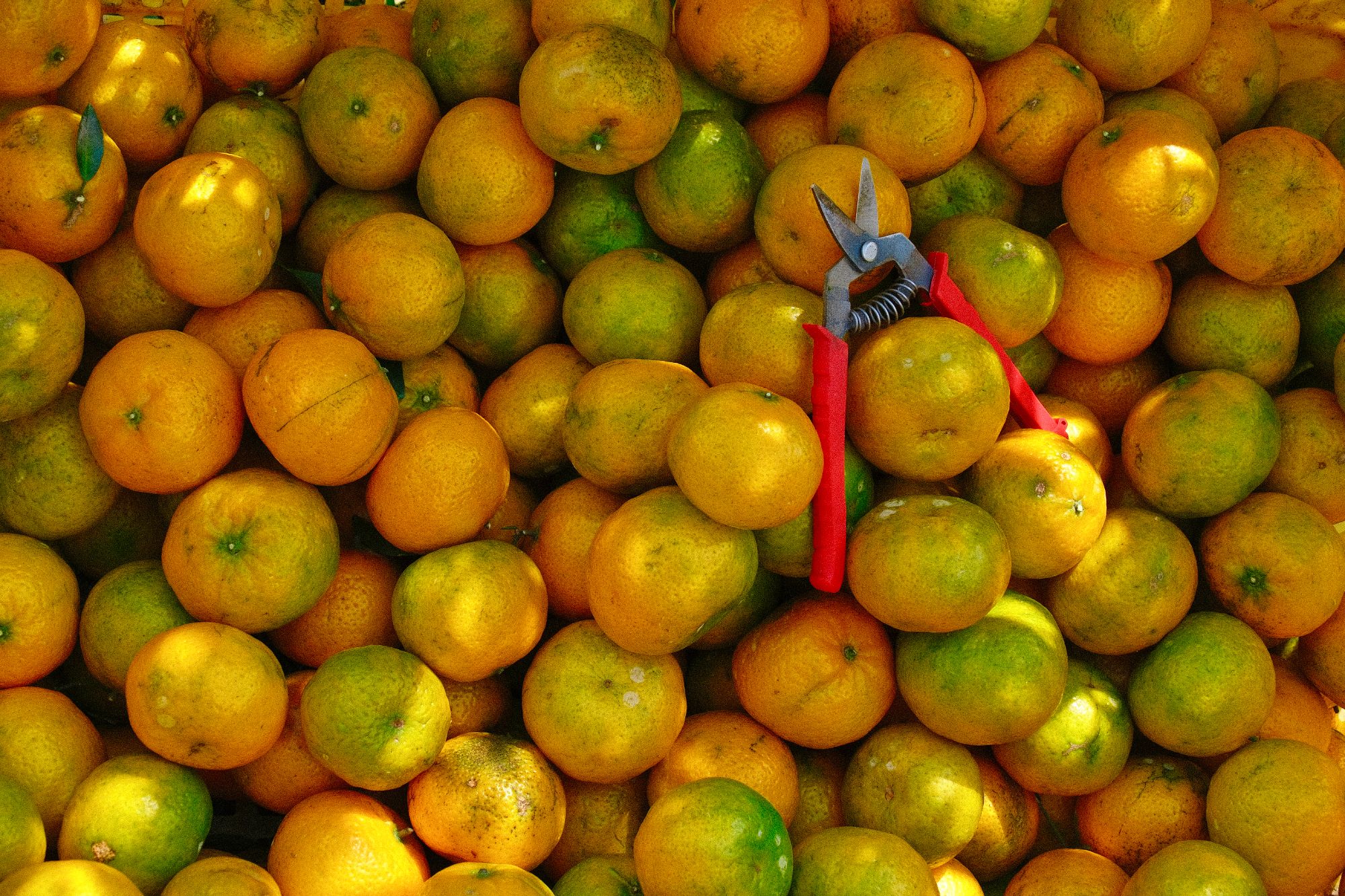 顺丰包邮（天马原枝新会天马茶枝柑）大红陈皮原枝果园鲜果现摘现发