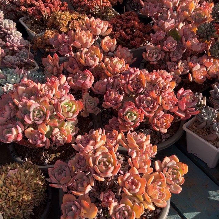 精品多肉植物老桩随机发一棵白月光