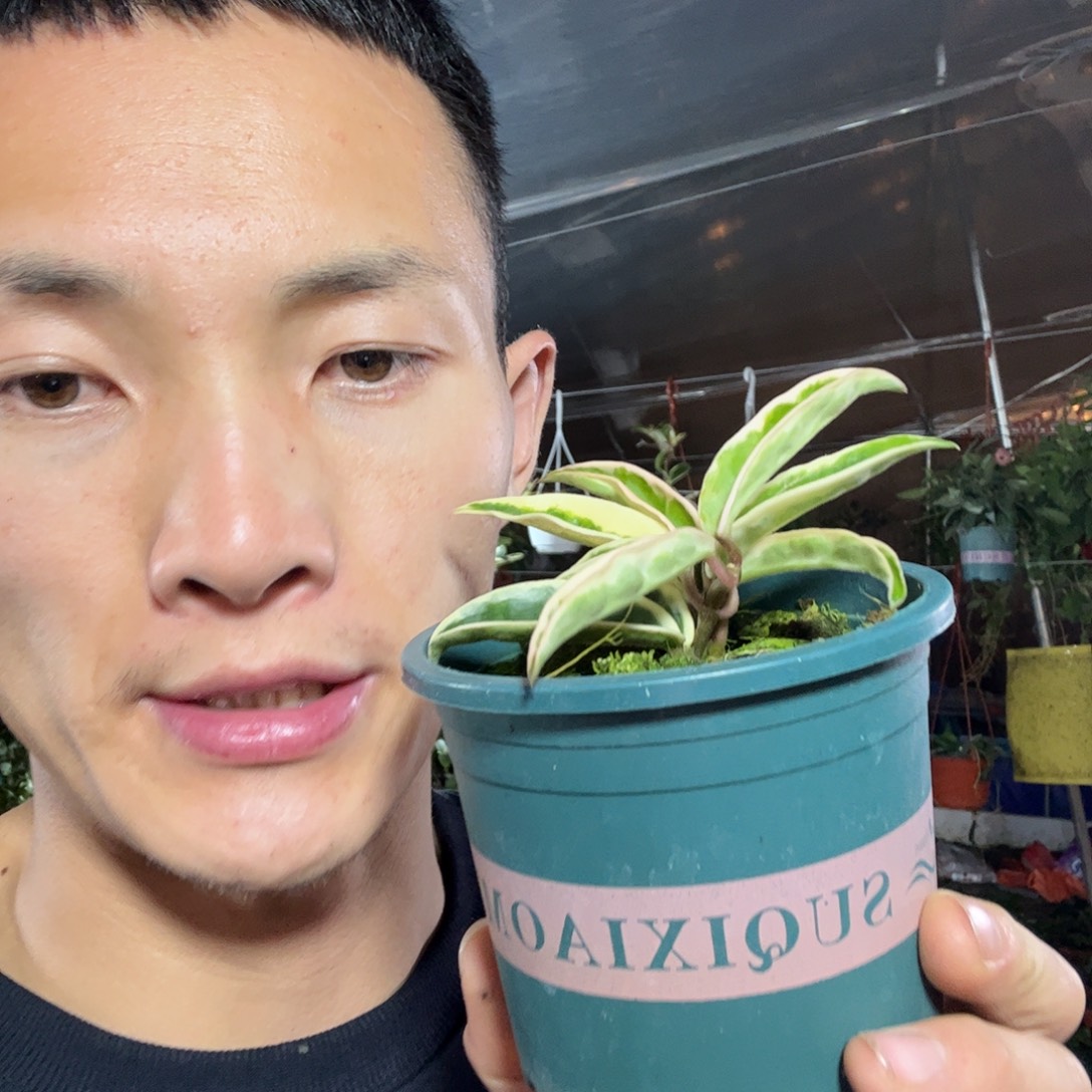 l***嘎无花朵克林克外锦