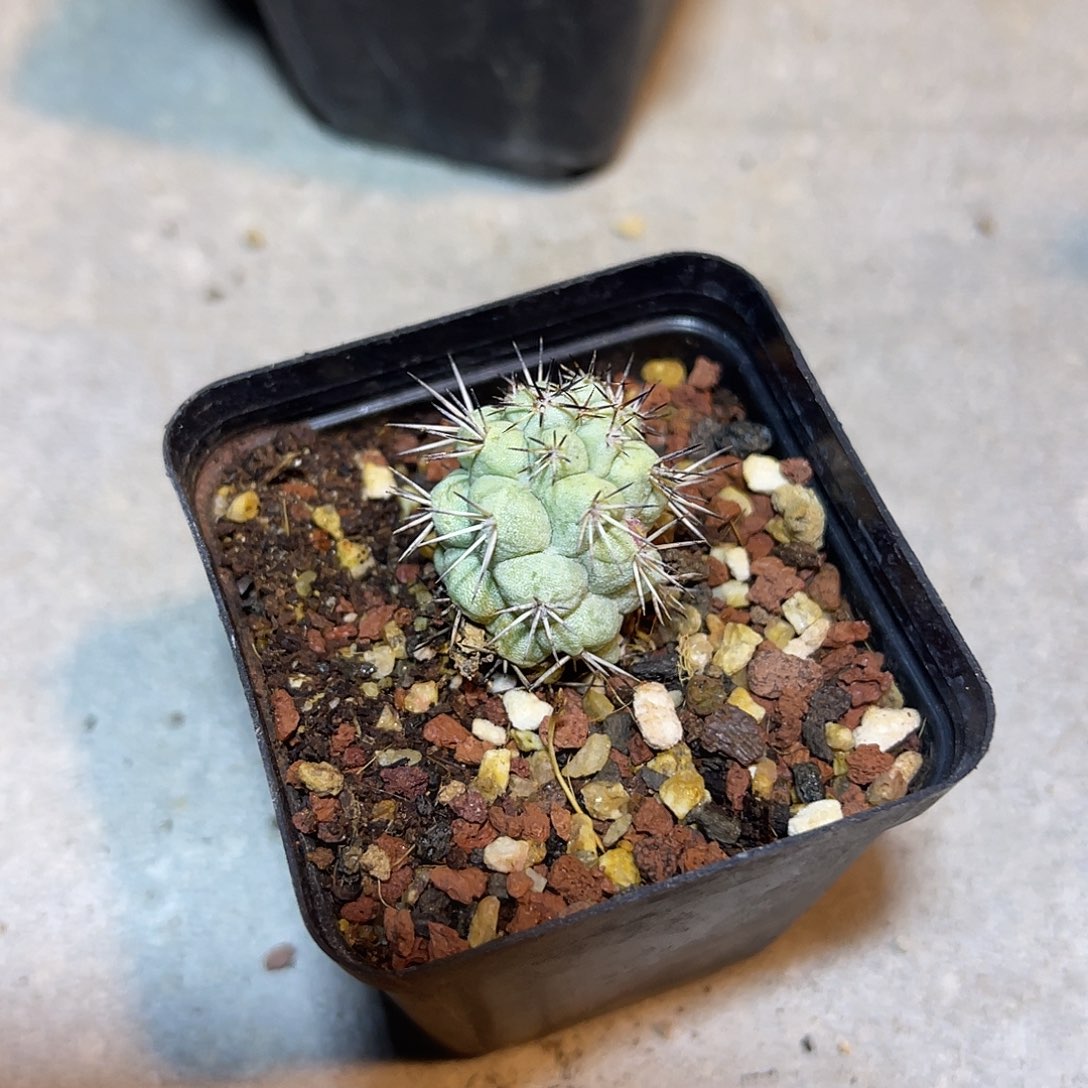 大尤帝王丸一物一拍