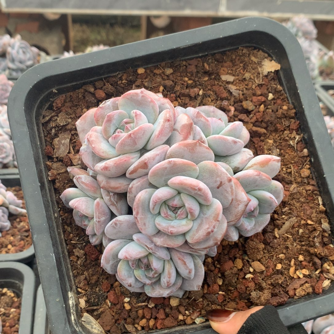 石榴籽八头有砍花花