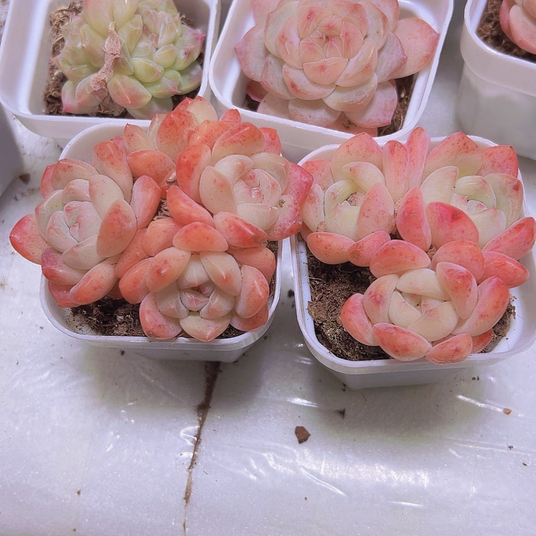 幻梦裙一盆19包邮