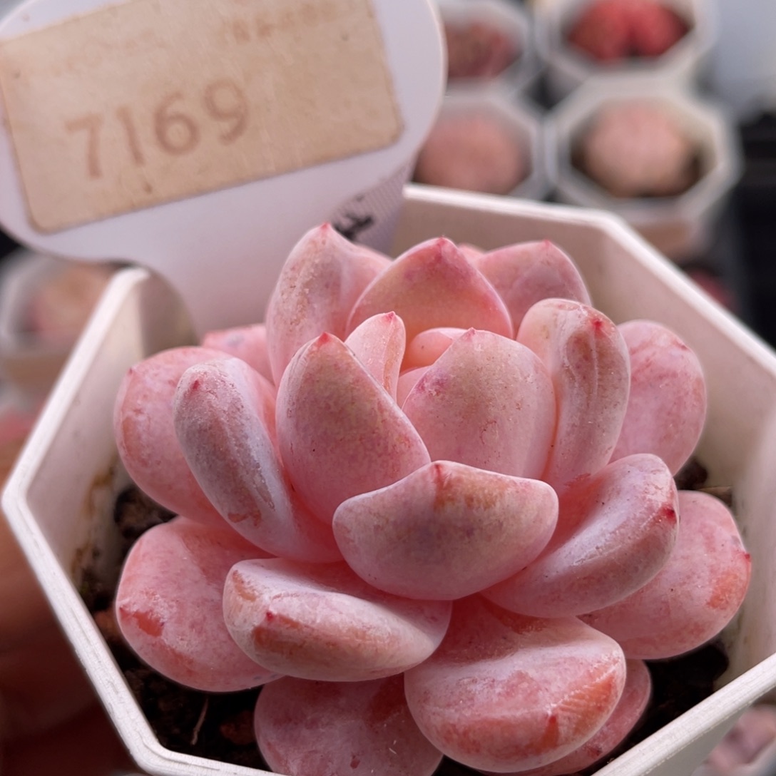 雪橙7169-5.5厘米