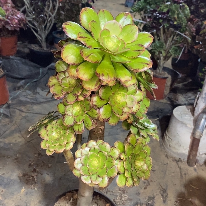 ｖ锦多肉植物10。  
