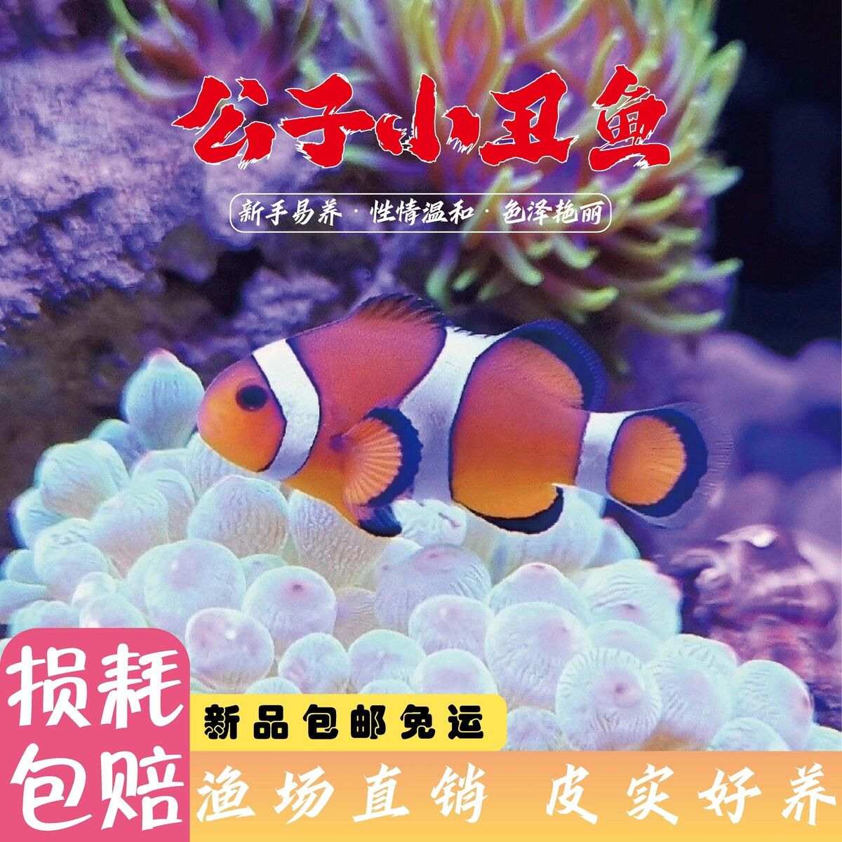 公子小丑鱼奥黑活鱼海水观赏鱼毕加索雪印黑边加索皮实好养海水鱼