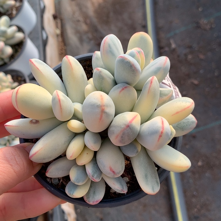 乒乓福娘多肉植物