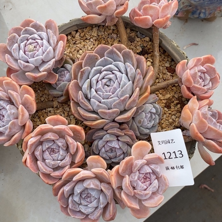 我***人汉堡群生多肉多肉213